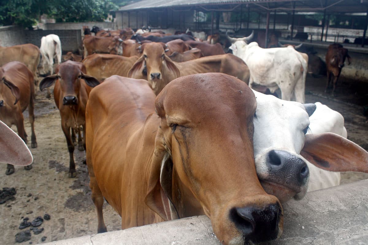 Gau Seva – Serve, Protect & Nourish the Cows photo 1