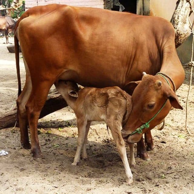 Gau Seva – Serve, Protect & Nourish the Cows photo 2