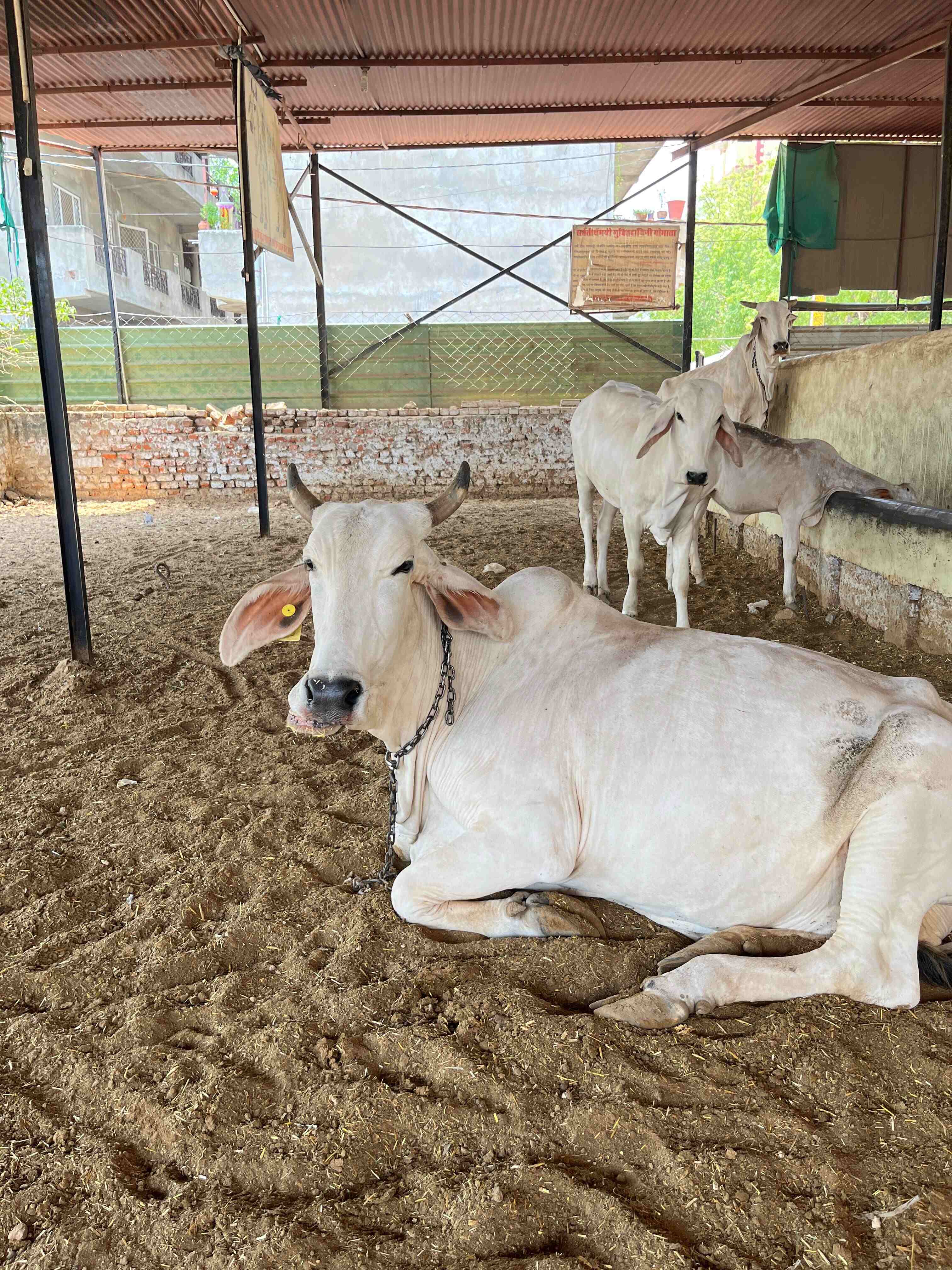 Gau Seva – Serve, Protect & Nourish the Cows photo 3