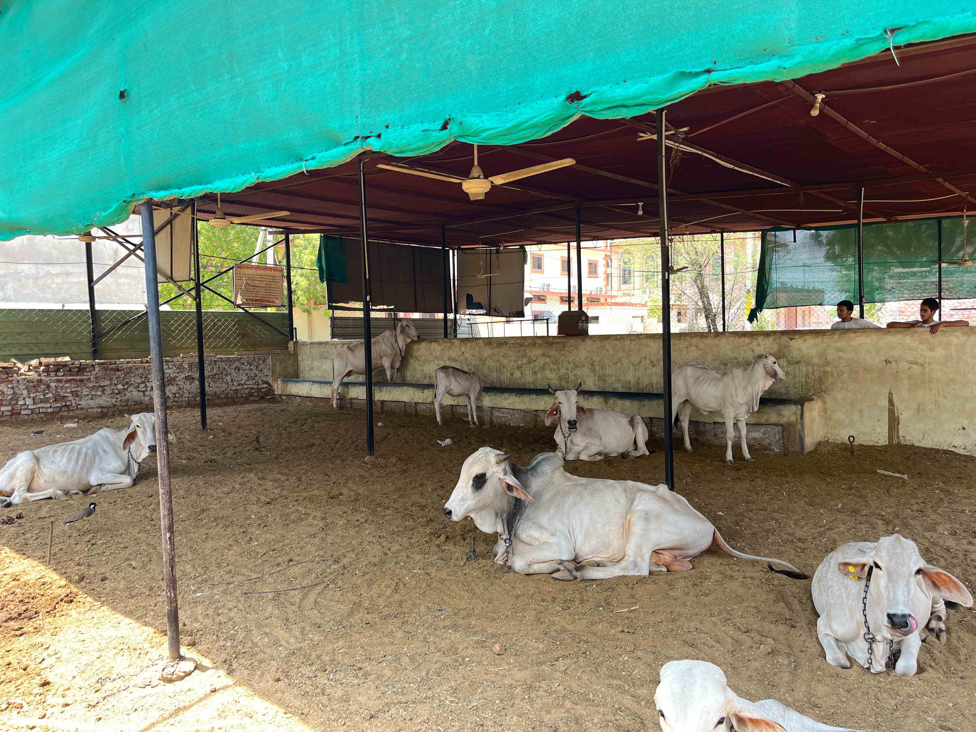 Gau Seva – Serve, Protect & Nourish the Cows photo 4