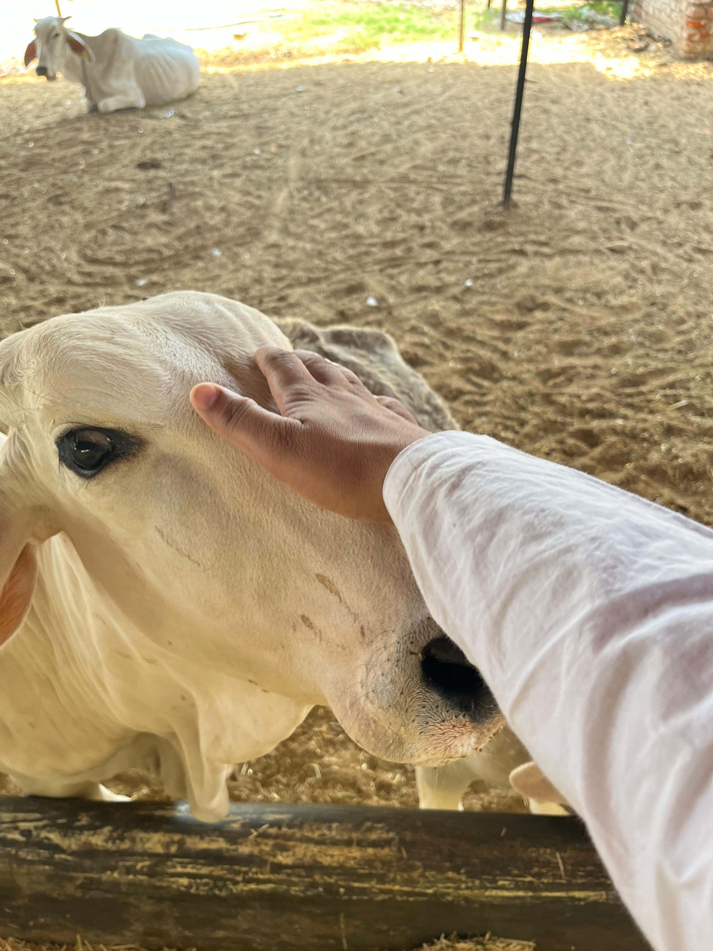 Gau Seva – Serve, Protect & Nourish the Cows photo 5